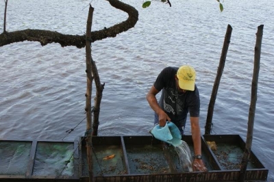 Estudo busca avaliar sistemas de cultivo de ostras no Nordeste (Foto: Ascom Sebrae)