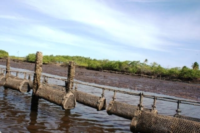 Estudo busca avaliar sistemas de cultivo de ostras no Nordeste (Foto: Ascom Sebrae)