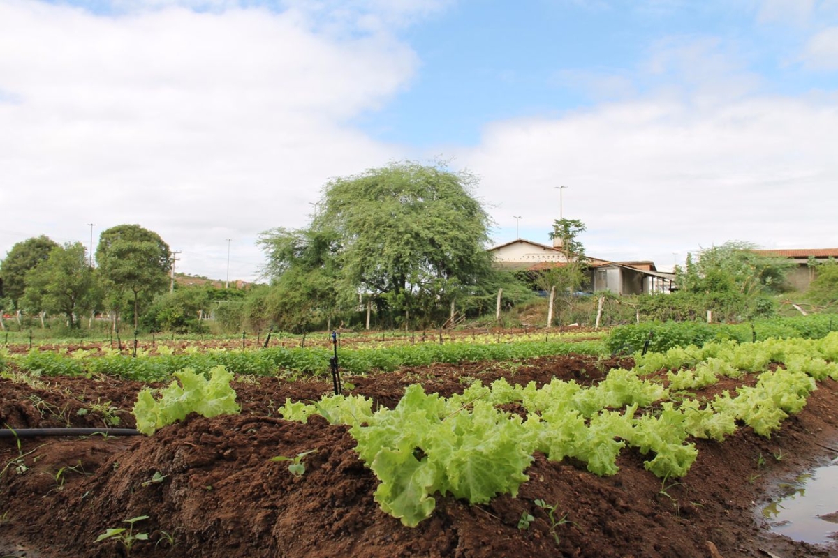 A alface  um dos alimentos cultivados nas hortas orgnicas (Foto: Assessoria Cohidro/SE)