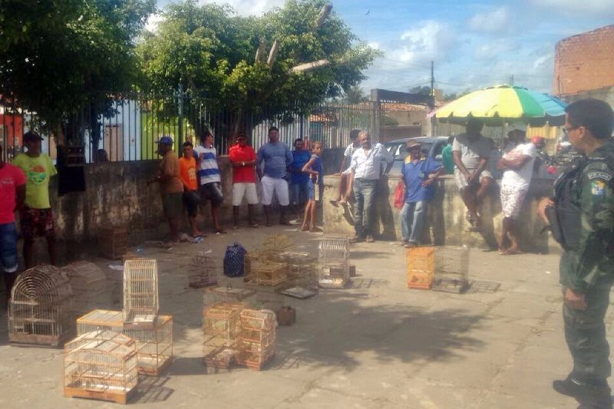 PM/Sergipe apreende 58 pssaros expostos  venda em Boquim (Foto: PM/SE)