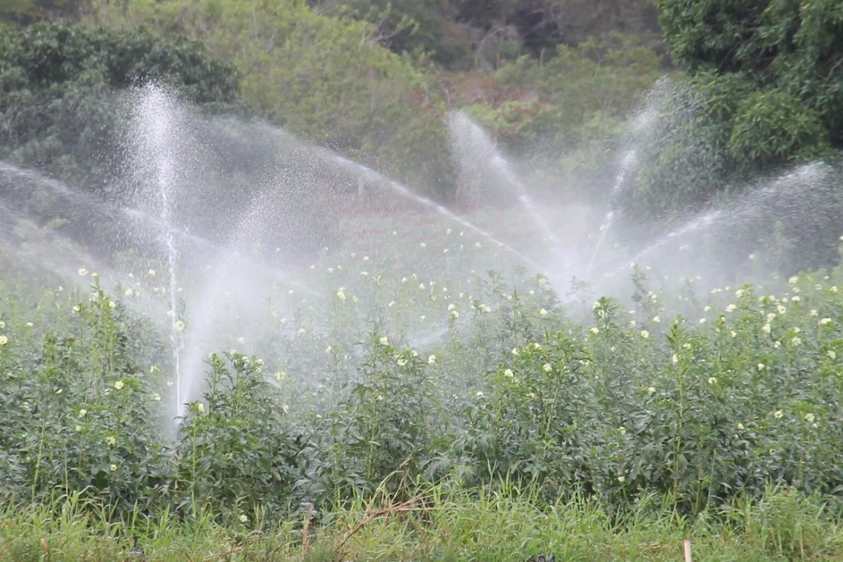 Irrigao no Califrnia produziu mais de 40 mil toneladas de alimentos em 2015 (Foto: Assessoria Cohidro/SE)