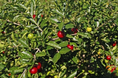 Implementados pelo Governo do Estado, projetos Calif�rnia, Jabiberi e Piau�, em Canind�, Tobias e Lagarto, respectivamente, recebem recursos do Proinveste para alavancar produ��o e oferecer qualidade de vida ao sergipano (Foto: Victor Ribeiro/ASN)