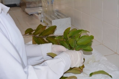 Anlise foliar oferecida pelo Instituto Tecnolgico auxilia agricultores de Sergipe (Imagem: ITPS)