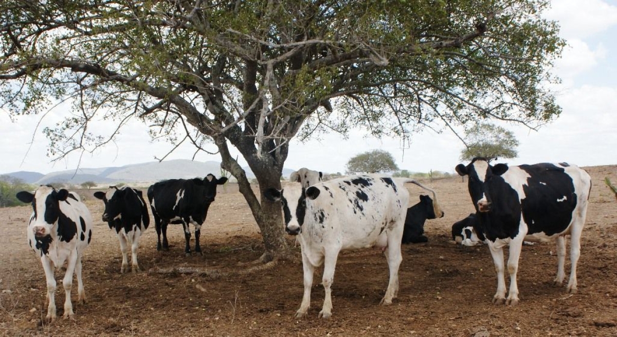 Palestra em Sergipe apresentar vantagens da inseminao artificial (Foto: Ascom Sebrae/SE)