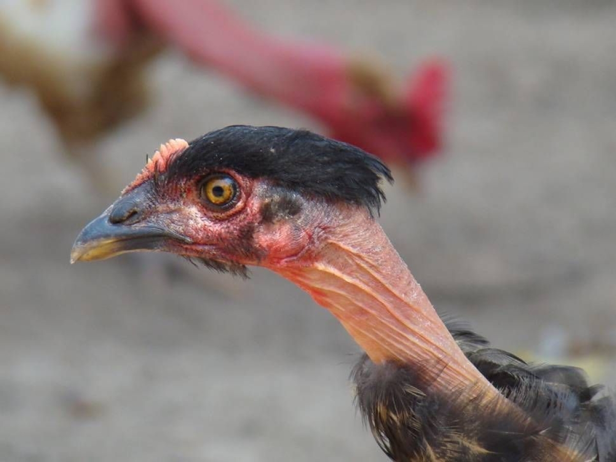 Galinha preta de pescoo pelado (Foto: Marceleca/Baixaki)