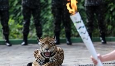 Juma, a ona-pintada que participou da cerimnia de revezamento da Tocha Olmpica em Manaus, foi abatida com tiros de pistola no Centro de Instruo de Guerra na Selva, depois de tentar escapar do local (Foto: Ivo Lima/Ministrio do Esporte)