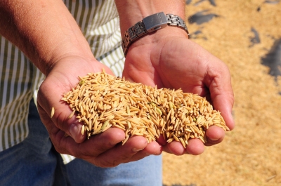 Codevasf projeta crescimento da produo de arroz em permetros irrigados de Sergipe (imagem: Jos Luis de Oliveira/Codevasf)