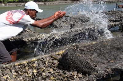 Estudo pretende potencializar criao de ostras no Nordeste (Foto: Reproduo/Internet)