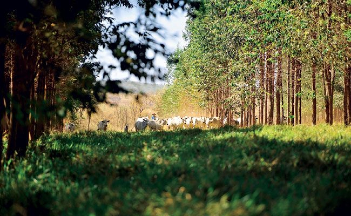 O essencial papel da Comisso de Agricultura e Meio Ambiente na Alese (Foto: Agncia Alese)