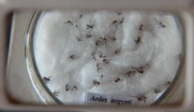 Mosquito da dengue, Aedes aegypti (Foto: Arquivo Agncia Brasil)