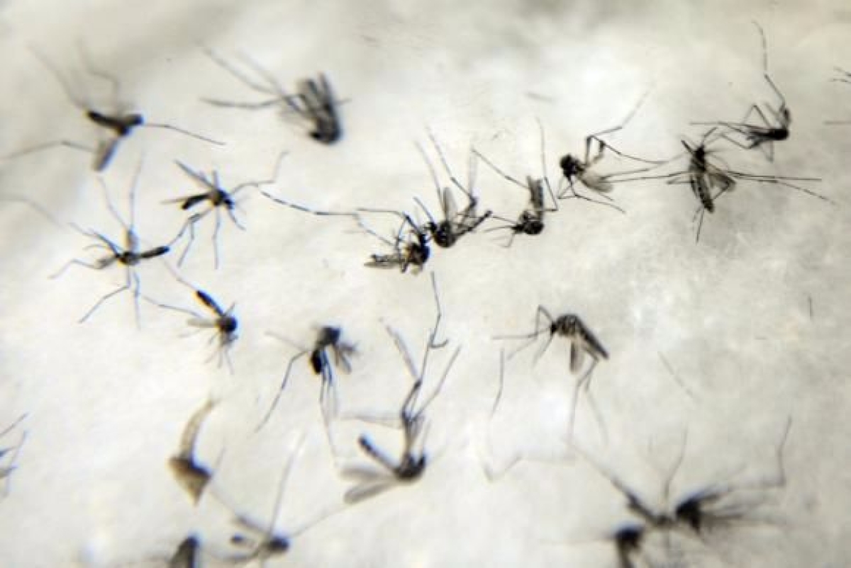 O mosquito Aedes aegypti  responsvel pela transmisso da dengue, da febre chikungunya e do vrus Zika (Imagem: Arquivo | Agncia Brasil)